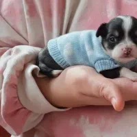 واگذاری رایگان سگ اشپیتز ۲ ماهه