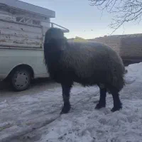 فروش یه عدد شیشک قوچ