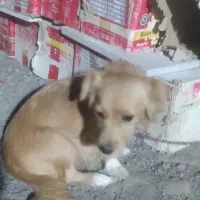 براایسگ توله بامادرشون|سگ|بم, |دیوار