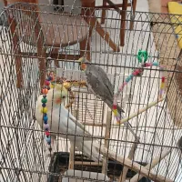 عروس هلندی|پرنده|فردیس, شهرک ناز|دیوار