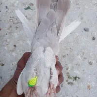 کفتر 3تا ماده سینه ی دمب سوسنی خوب|پرنده|شیراز, شهدای شهرک سعدی|دیوار