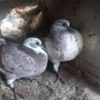 دوتا جوجه شازد دوبال قیمت ۳۰۰