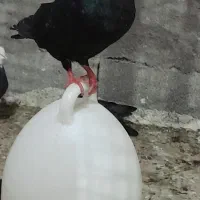 کفتر سیاه آبادانی
