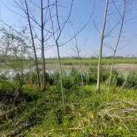 زمین مسکونی لاهیجان ویو ابدی تالاب|فروش زمین و ملک کلنگی|لاهیجان, بوجایه|دیوار