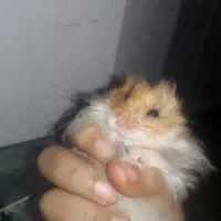 همستر|موش و خرگوش|قم, وادی السلام|دیوار