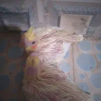 عروس هلندی ماده