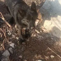 سگ شیتزو|سگ|نیشابور, کشتارگاه|دیوار