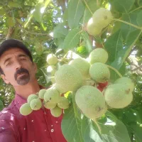 نهال زرشک عناب گردوبادام زردآلونوین نهال ارش