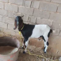 بز افغانی سالم و سرحال