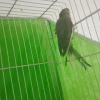 قناری نر ماده بخون|پرنده|تربتحیدریه, کوه سنگی|دیوار