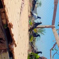 10عدد کبوتر سه پاکستانی 7تا نرپر|پرنده|چابهار, |دیوار