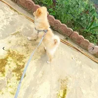 پامر روباهیی ۴ماهه|سگ|رودسر, |دیوار