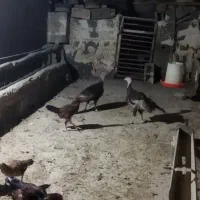 بوقلمون ماده 2عدد