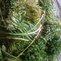 انواع و اقسام سبزی های سعادت