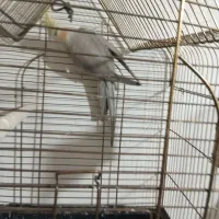 عروس آهویی بالغ .ماده|پرنده|چابهار, |دیوار