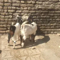 بزغاله‌‌ماده