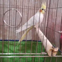 عروس هلندی|پرنده|بهار, |دیوار