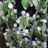 باغ۱۷۵۰متری|فروش دفتر صنعتی، کشاورزی، تجاری|کرمانشاه, |دیوار