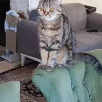 گربه بریتیش ماده یک ساله عقیم نشده