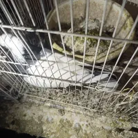 طوقی|پرنده|مشهد, میان ولایت|دیوار