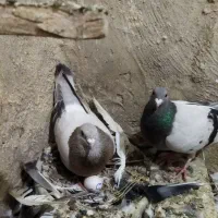 جفت سوسنی شهری
