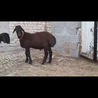 بره قوچ همو  ، قوچ همو ،گوسفند ژن دار