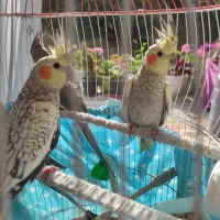 سه  عدد جوجه  عروس هلندی|پرنده|صومعه‌سرا, |دیوار