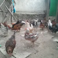 مرغ خروس محلی و گلینی|حیوانات مزرعه|کردکوی, |دیوار