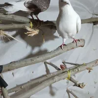 کبوتر|پرنده|ضیاء آباد, |دیوار