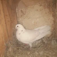 جوجه نر ماده