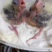 جوجه سرلاکی از جنس سخنگو