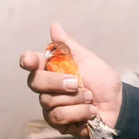 تعدادی سهره قناری و سهره دیگه