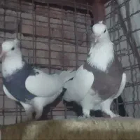 جفت طوقی، زاغ دمب سفید،کلاغ گوهک