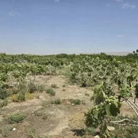 باغ انجیروانار سند مادردارد