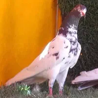 کبوتر کله دم سبز تیدی|پرنده|داران, |دیوار