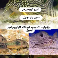 بار ماهی جدید فروشگاه امیر
