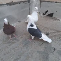 کفتر پرشی ارزشمند با قفس پرنده