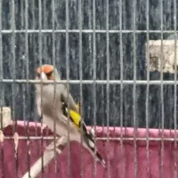 سوسنگرد .خیابان سیاحی..