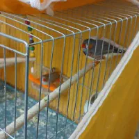 فروشی|پرنده|خمینی‌شهر, |دیوار