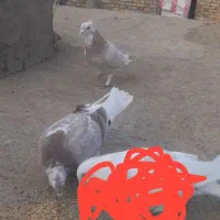 کبوتر