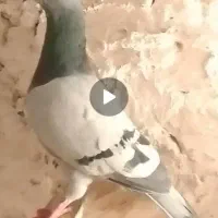 دوتا اصلی فروشی سبز نر نژاد عربستان