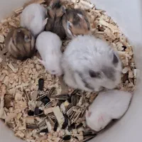 همستر کوچک بچه