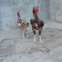 مرغو خروس لاری
