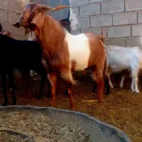 نربز پاکستانی درجه ۱