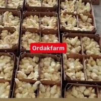 فروشگاه اردک فارم انواع جوجه گلپایگان اردک پکنی|حیوانات مزرعه|سنگر, |دیوار