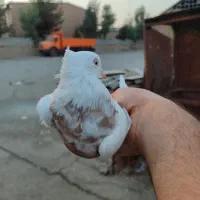 کفتر پرشی