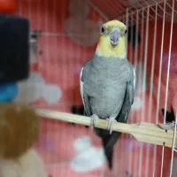 فروش عروس هلندی