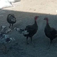 باسلام واحترام هفت عدد بوقلمون ب خاطر کم بود جا|حیوانات مزرعه|درب گنبد, |دیوار