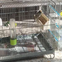 سهره قناری|پرنده|رباط‌کریم, شهرک صنعتی ده‌حسن|دیوار