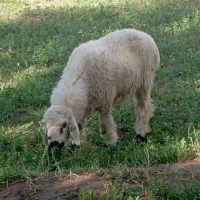 دو عدد کاور